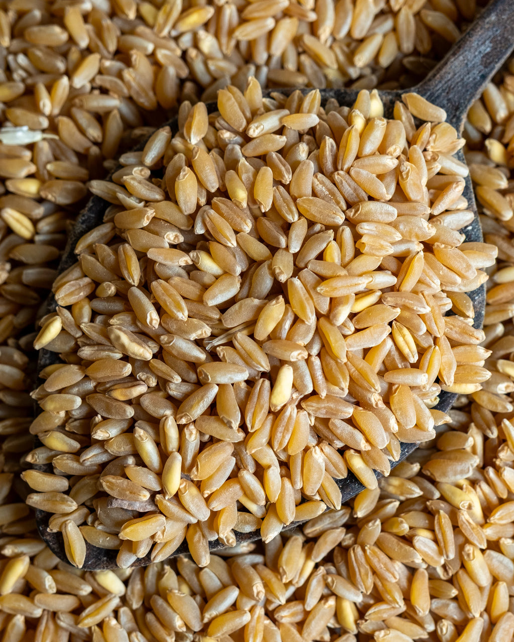 Paketli aşurelik buğday sunumu, aşure ve keşkek yapımı için kullanılan kabuğu soyulmuş bütün yarma buğday.